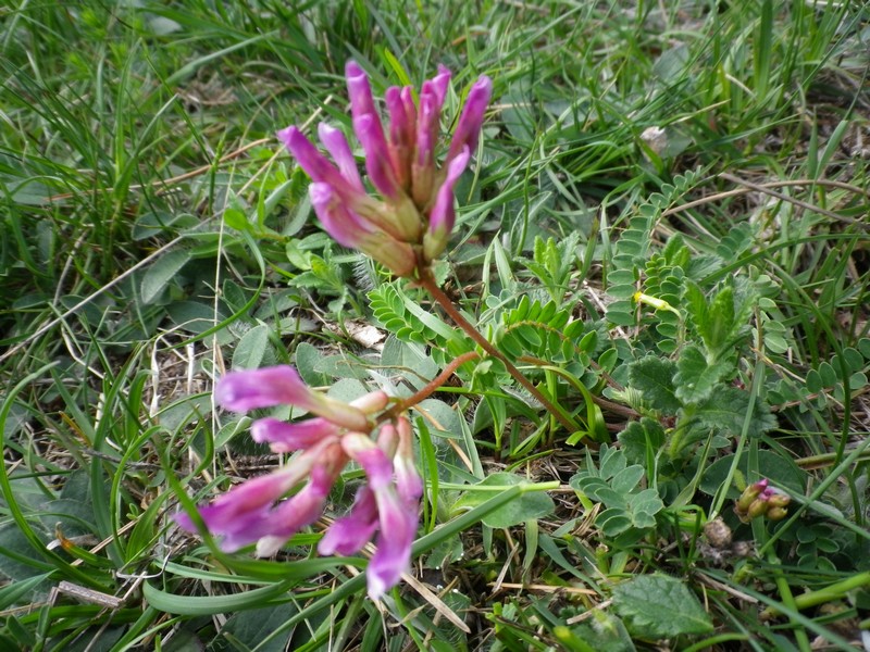 I colori del rosa - Astragalus monspessulanus